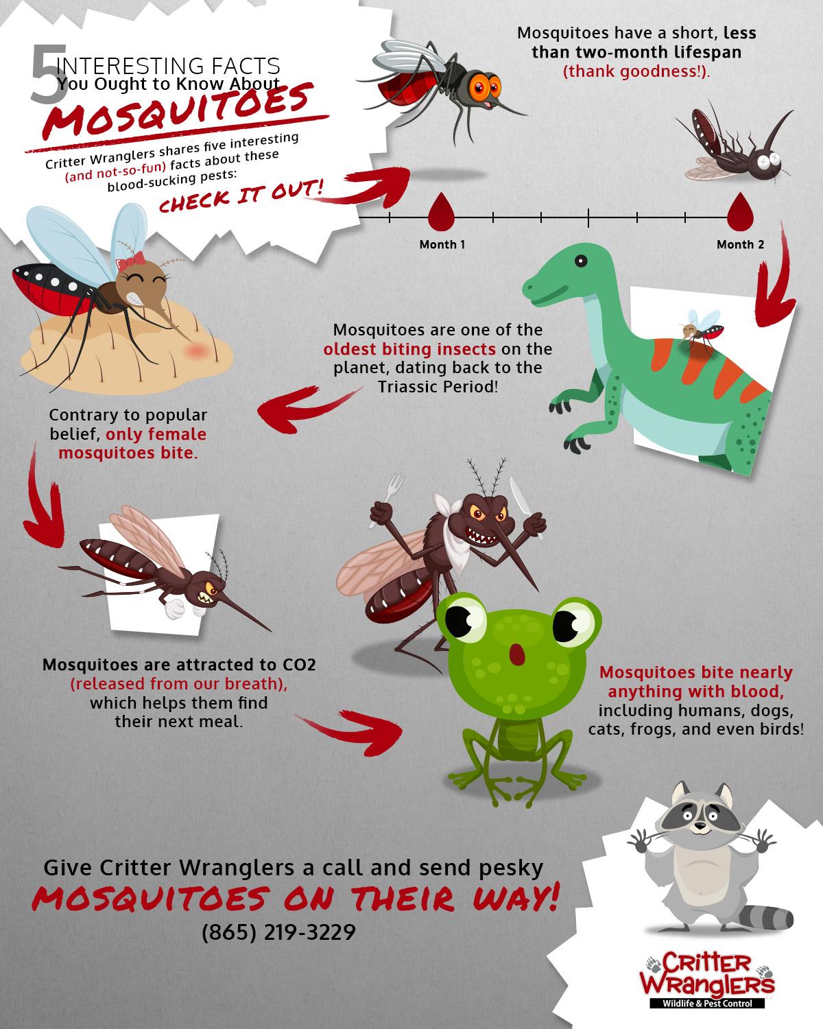 Mosquito control treatment for a Knoxville, TN yard