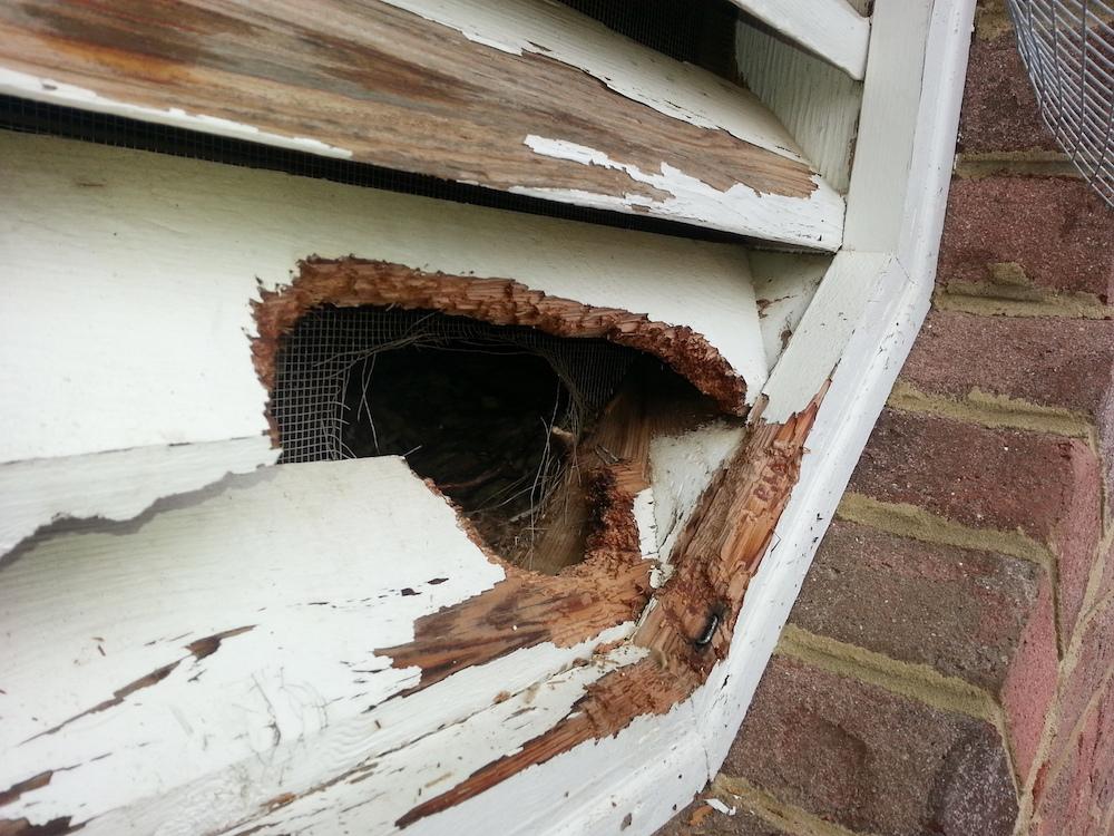 Critter Wranglers technician with service van