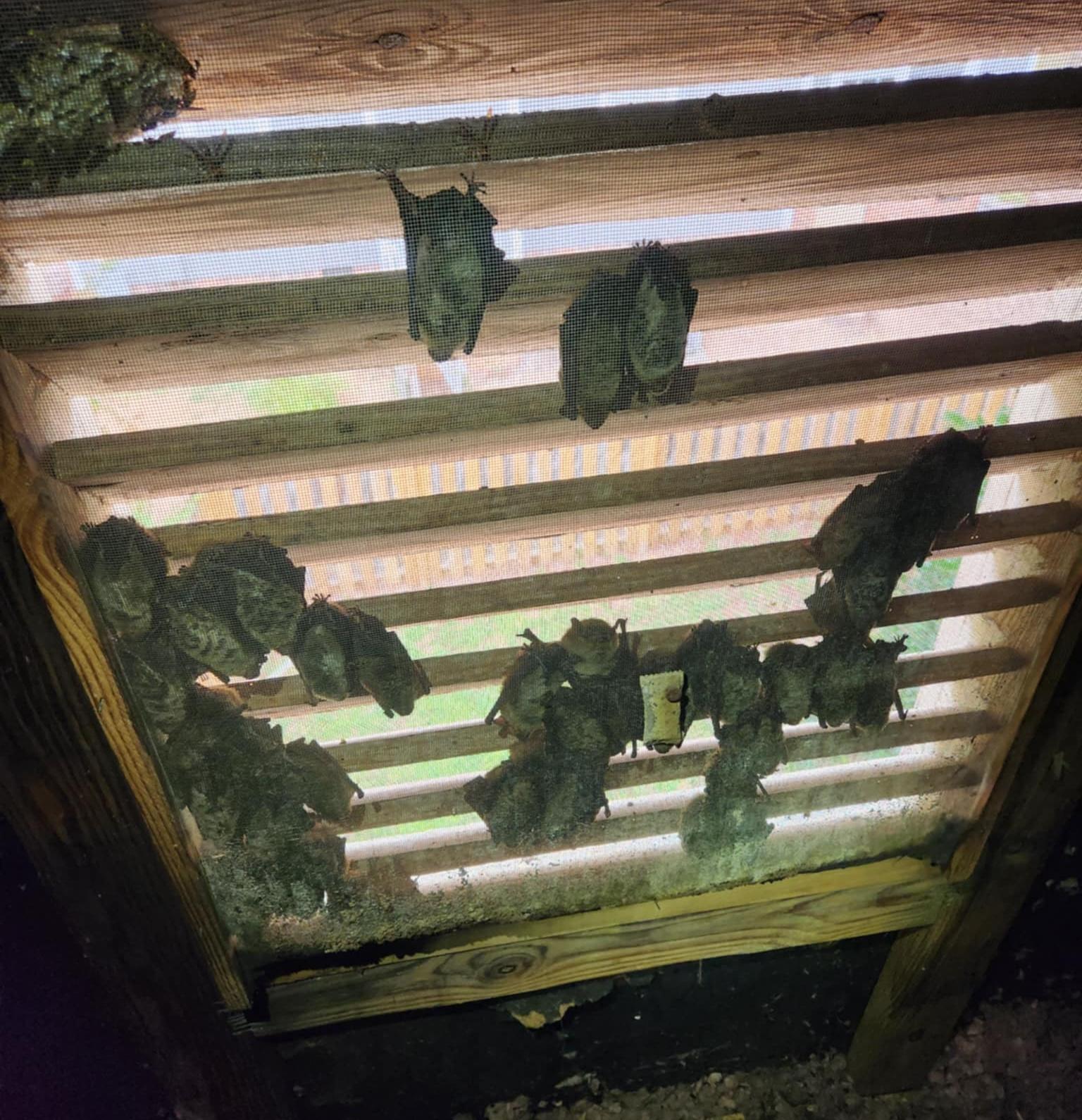 Bat colony in a Knoxville, TN attic