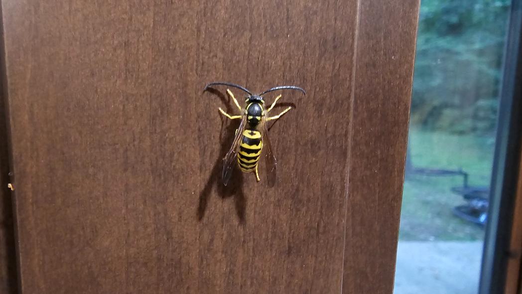 Critter Wranglers stinging insect removal service