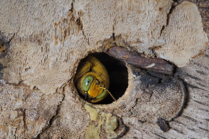 Carpenter bee entry holes in deck fascia board