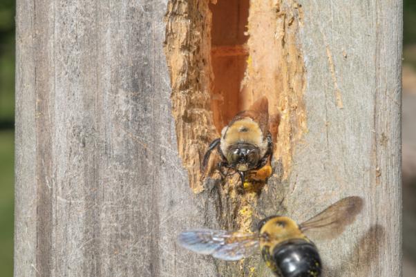 Carpenter bee control alongside stinging insect removal