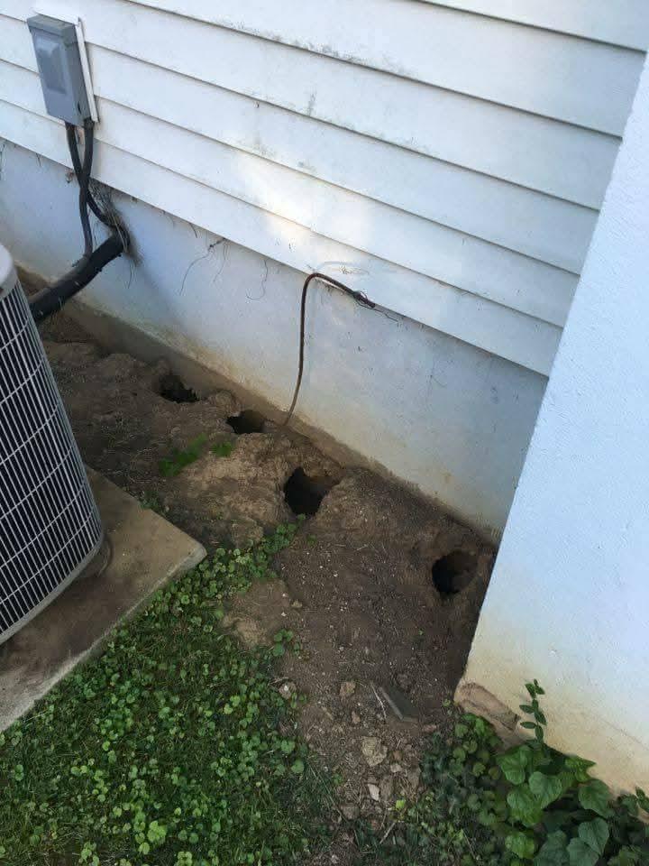 Groundhog burrow damage near a foundation in Knoxville, TN