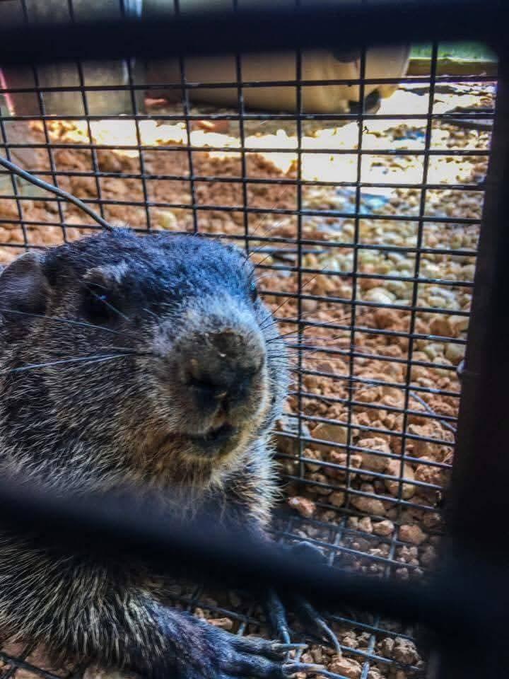Critter Wranglers technician with service van