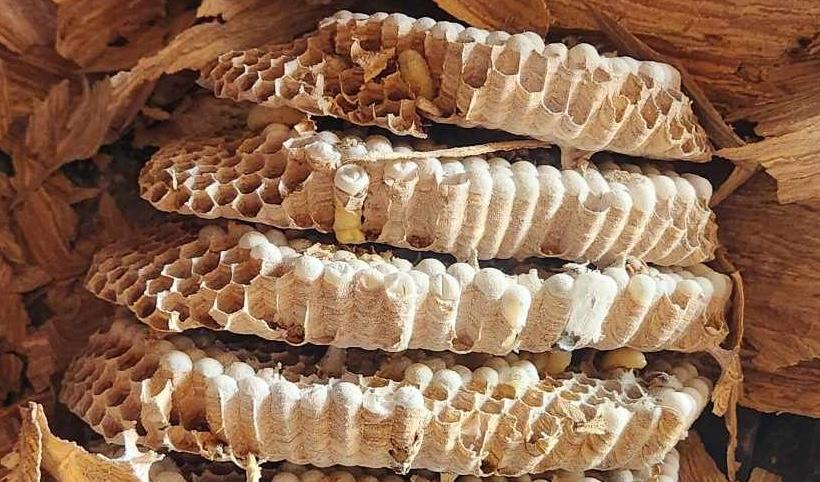 Stinging insect nest removal in Knoxville, TN