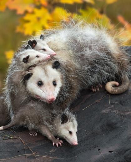 Opossum removal from a Knoxville, TN crawlspace