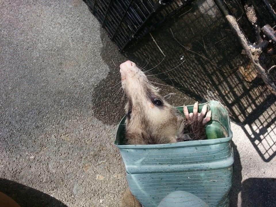 Critter Wranglers technician with service van