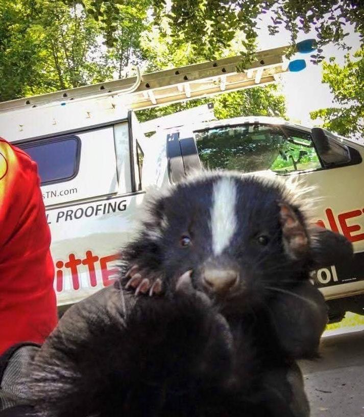 Skunk den removal in Knoxville, TN