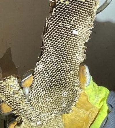 Large wasp nest removal by Critter Wranglers