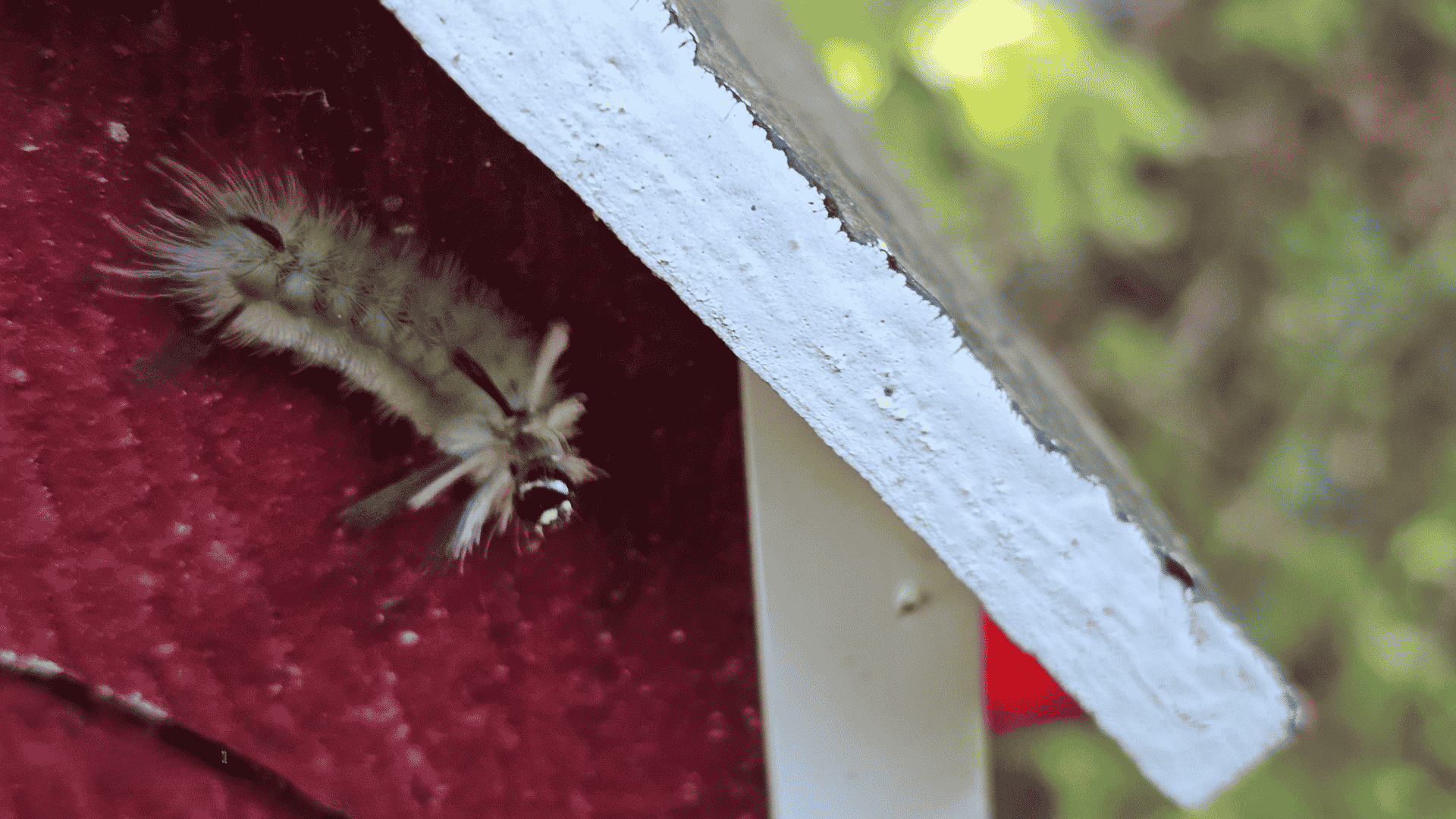 Pest Control & Wildlife Removal in Rocky Top, TN