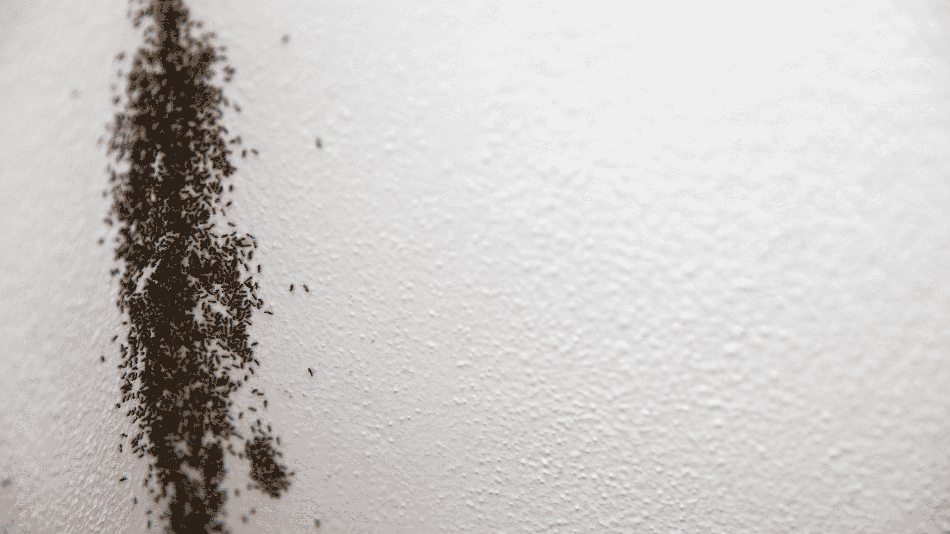 Pest Control & Wildlife Removal in Solway, TN