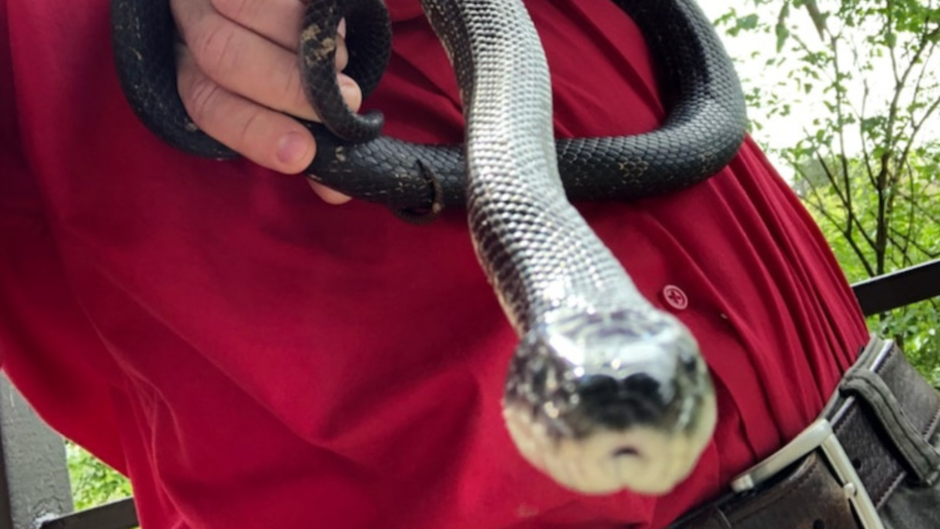 Pest Control & Wildlife Removal in Louisville, TN