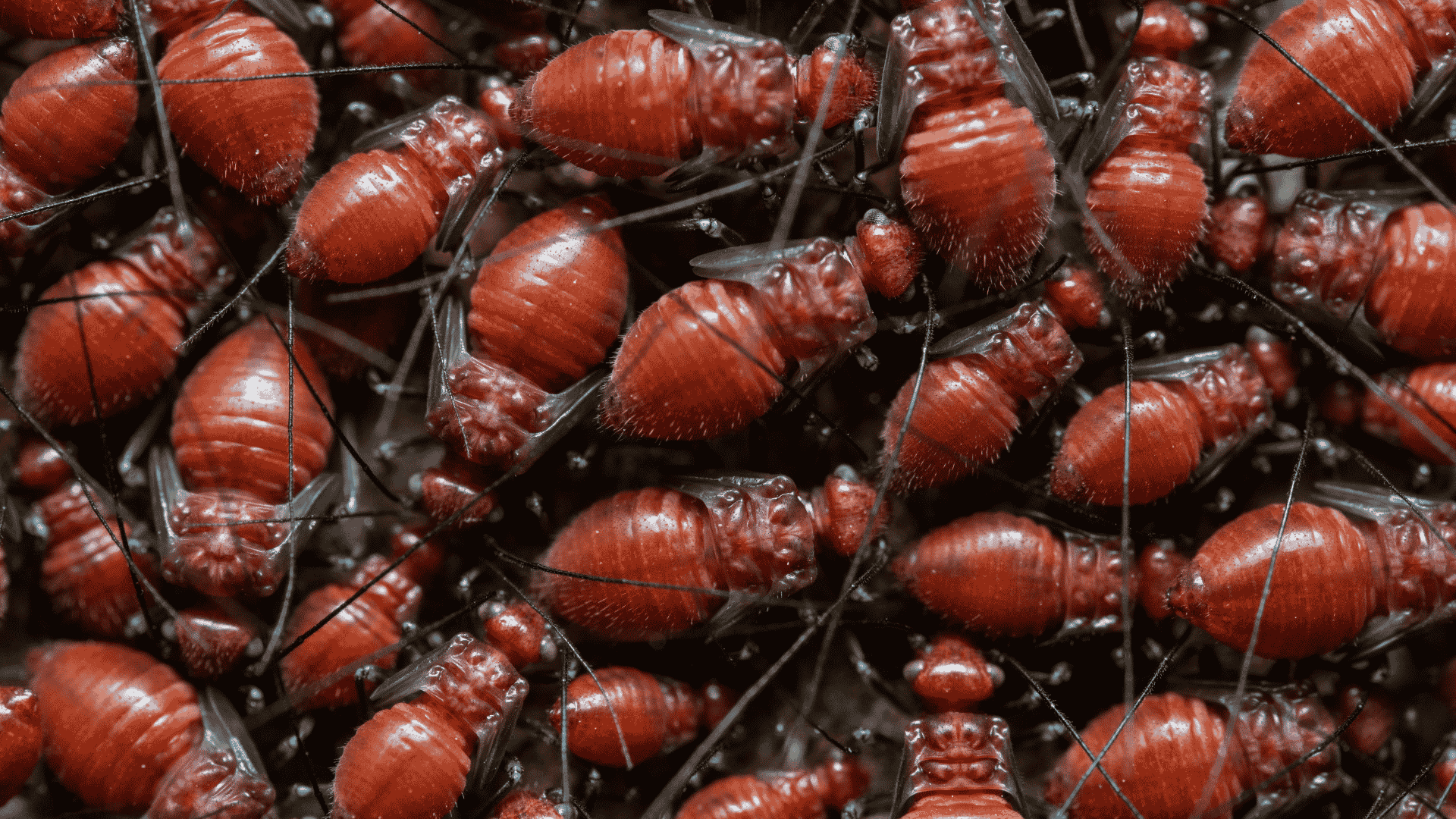 Pest Control & Wildlife Removal in Cedar Bluff, TN