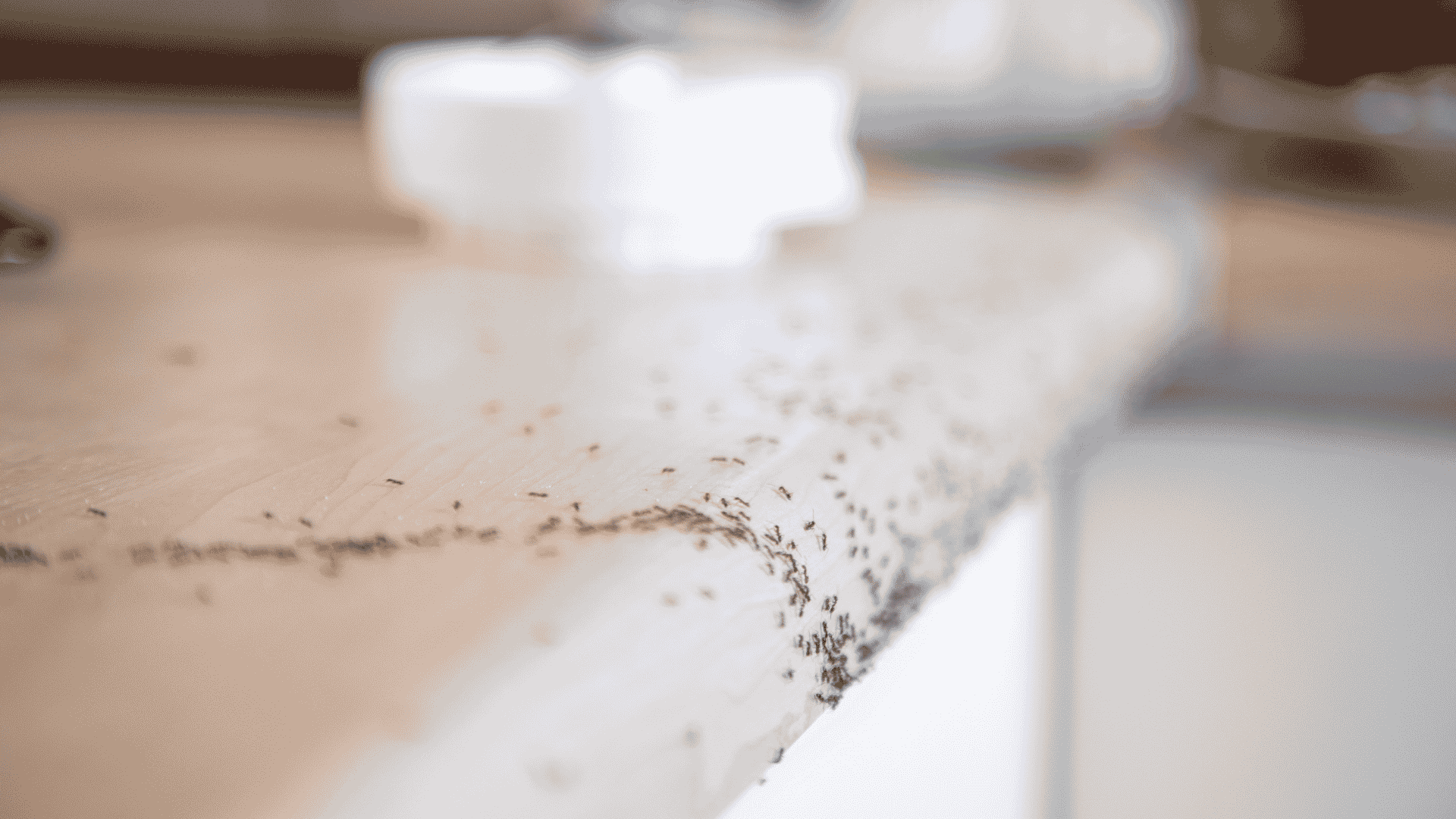 Pest Control & Wildlife Removal in Farragut, TN
