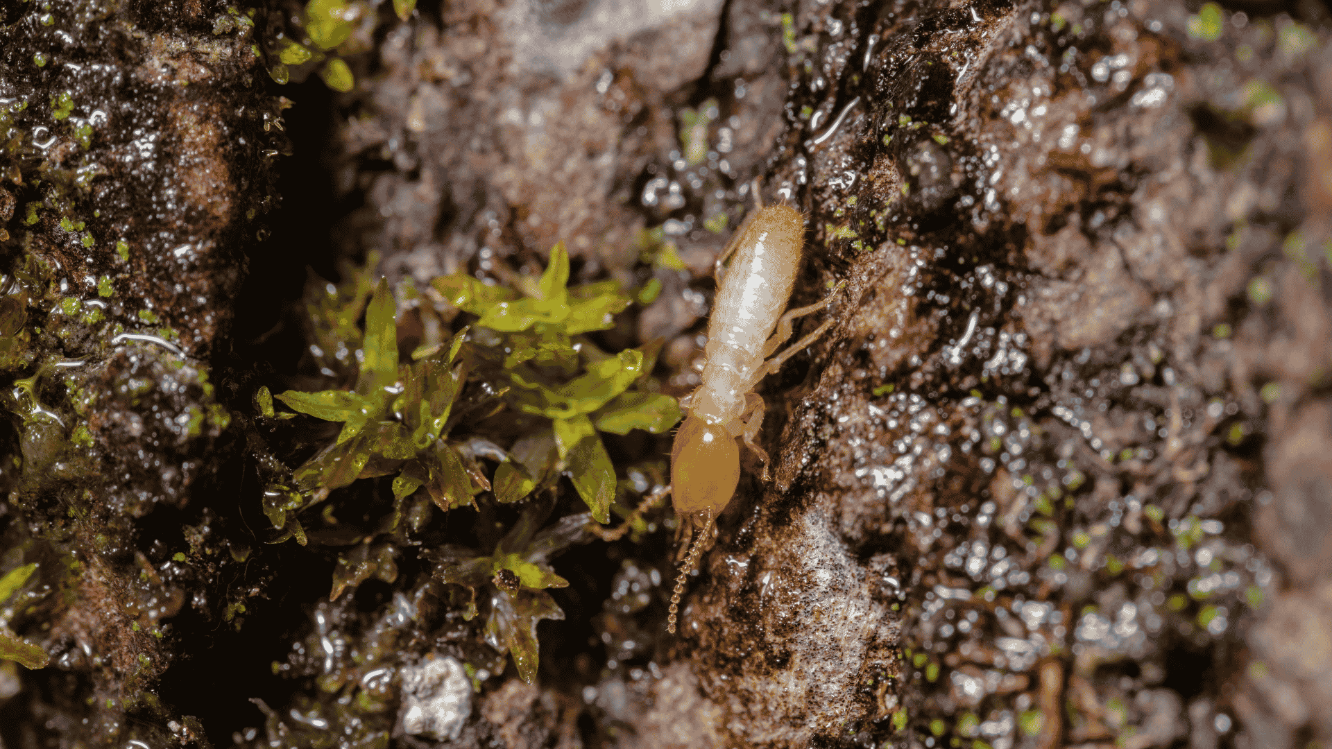 Pest Control & Wildlife Removal in Friendsville, TN