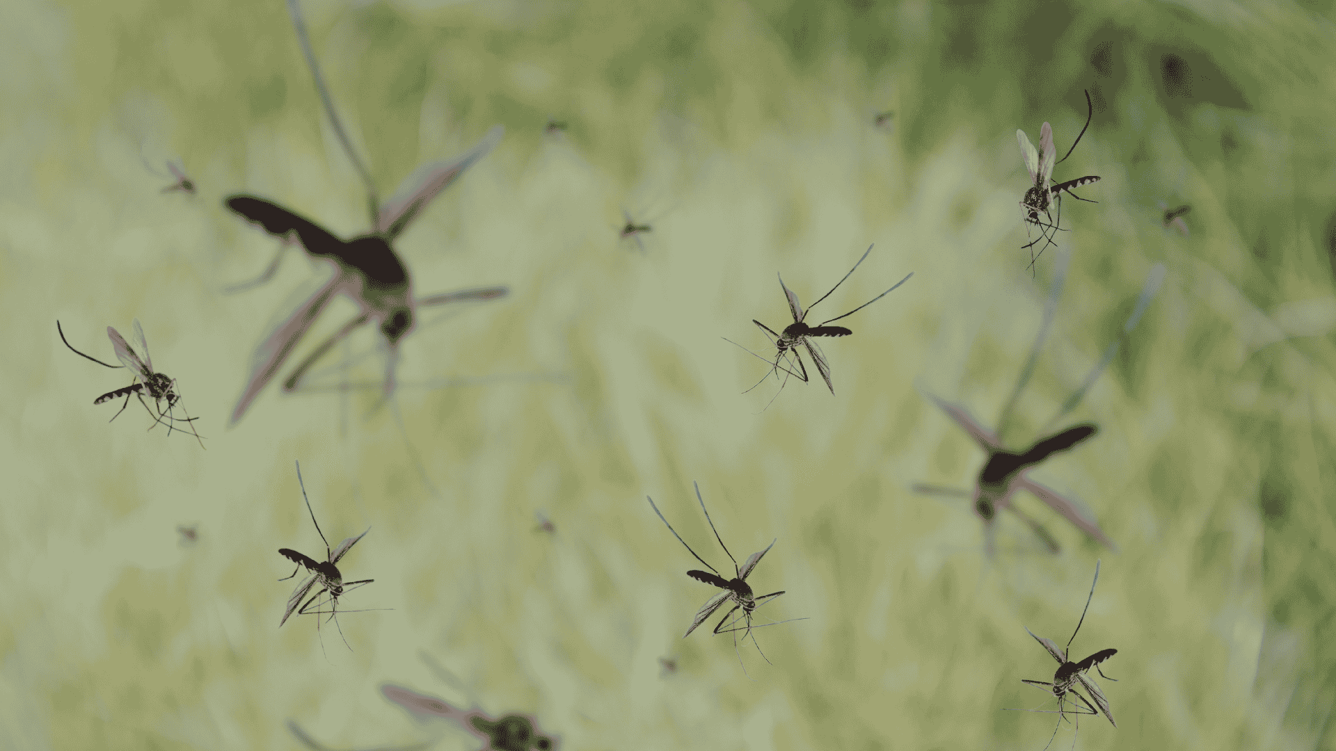 Pest Control & Wildlife Removal in Hardin Valley, TN