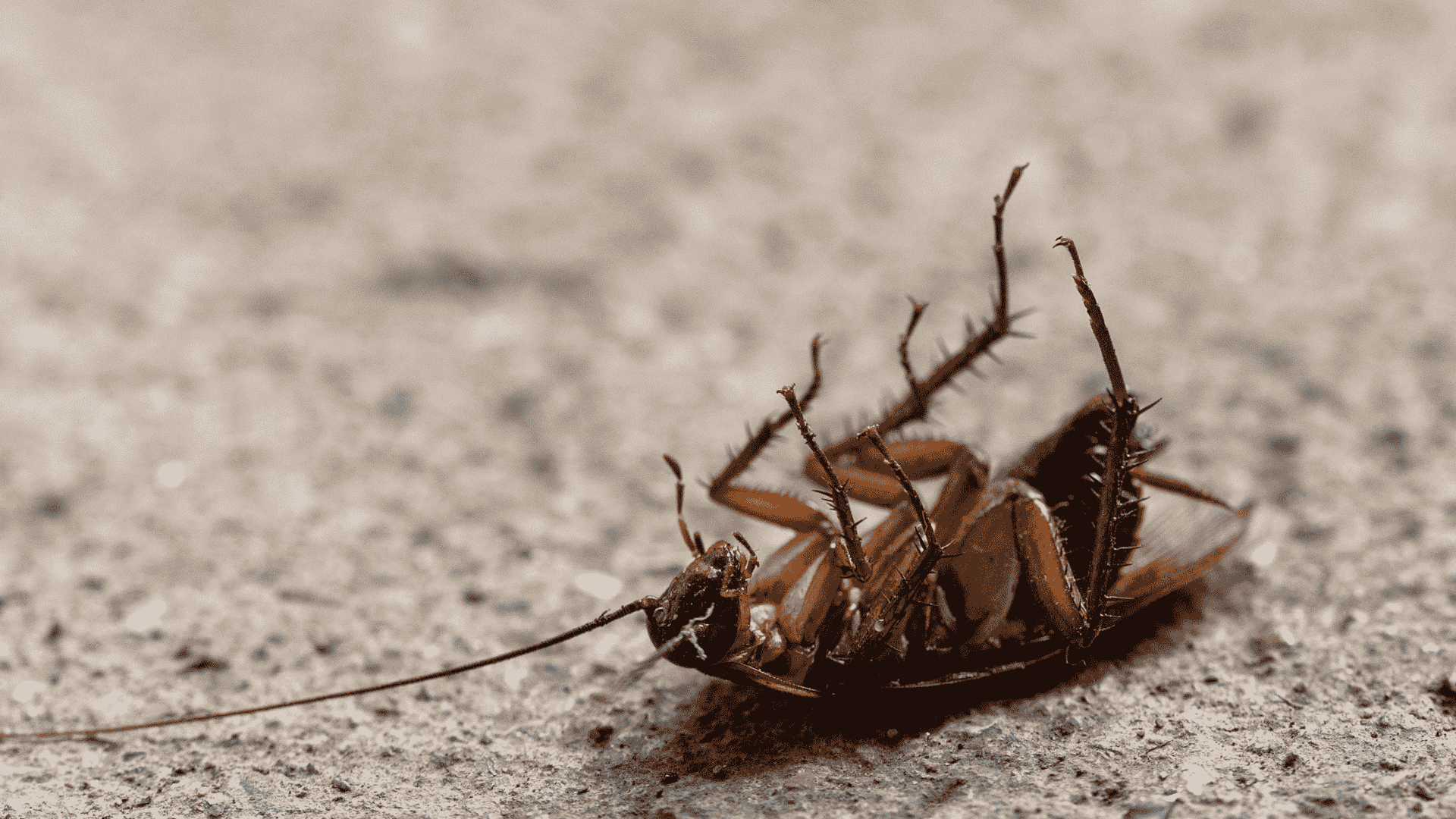 Pest Control & Wildlife Removal in Jacksboro, TN