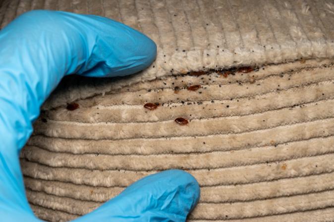 bed-bug-inspection image Bed bug control for Knoxville, TN homes