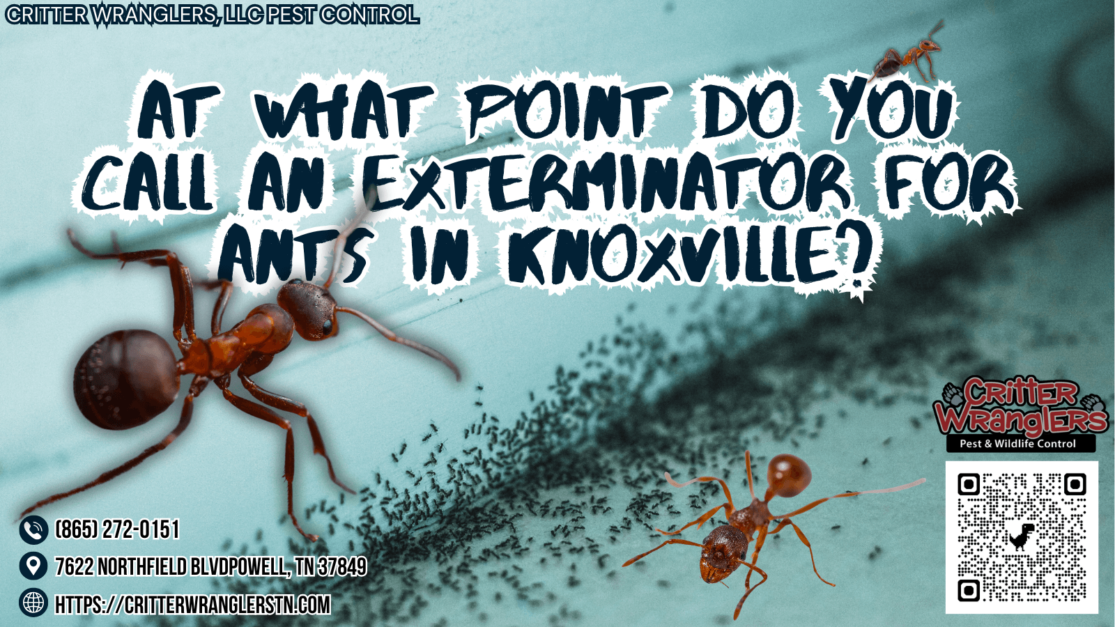 At What Point Do You Call an Exterminator for Ants in Knoxville