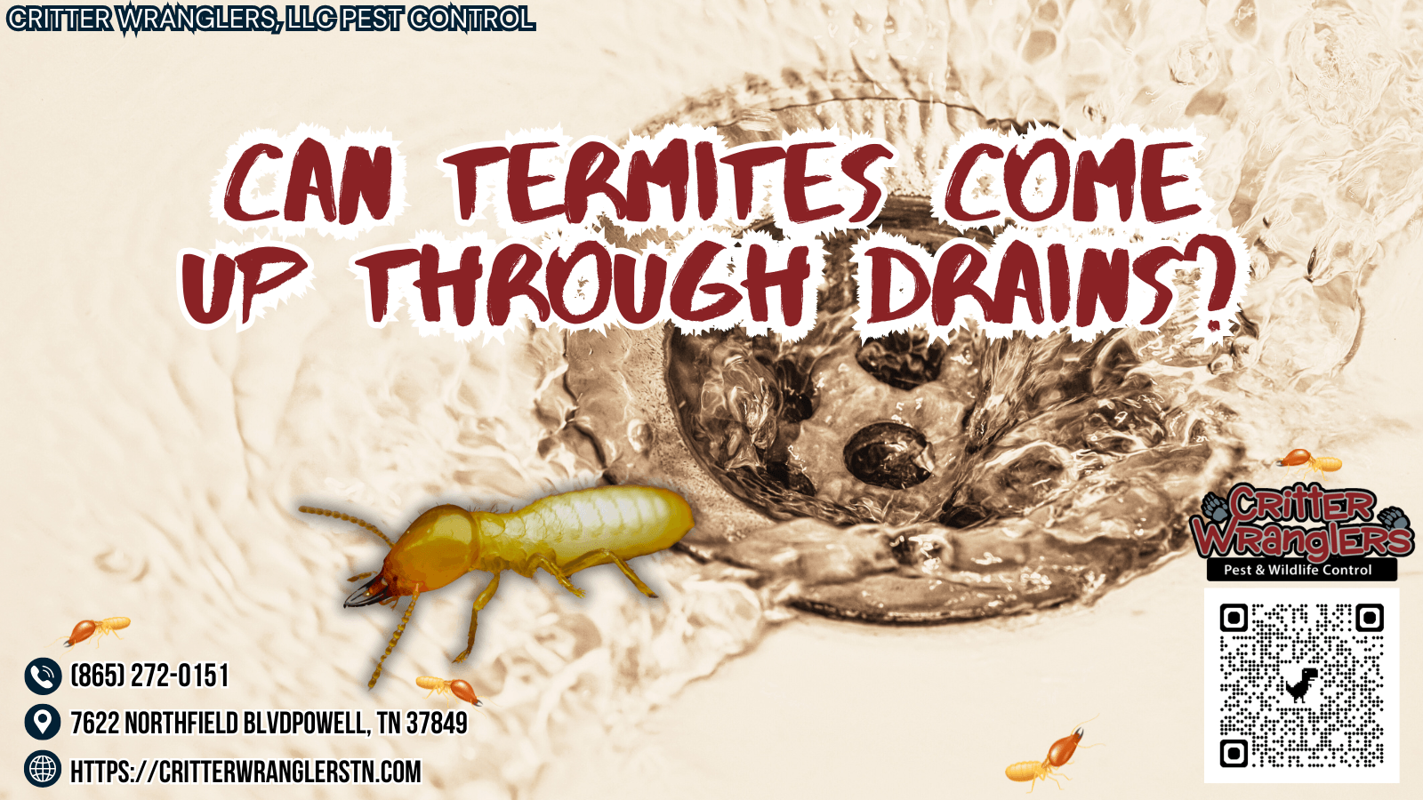 Can Termites Come Up Through Drains