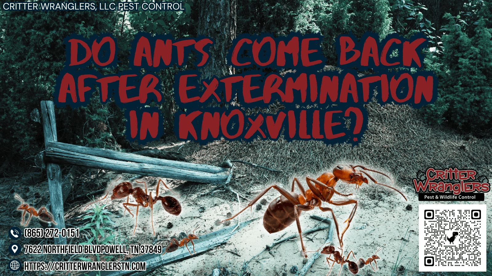 Do Ants Come Back After Extermination in Knoxville