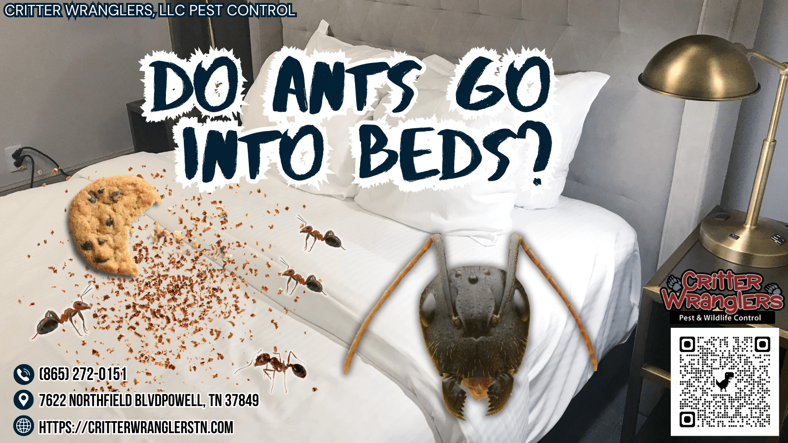 Do Ants Go Into Beds