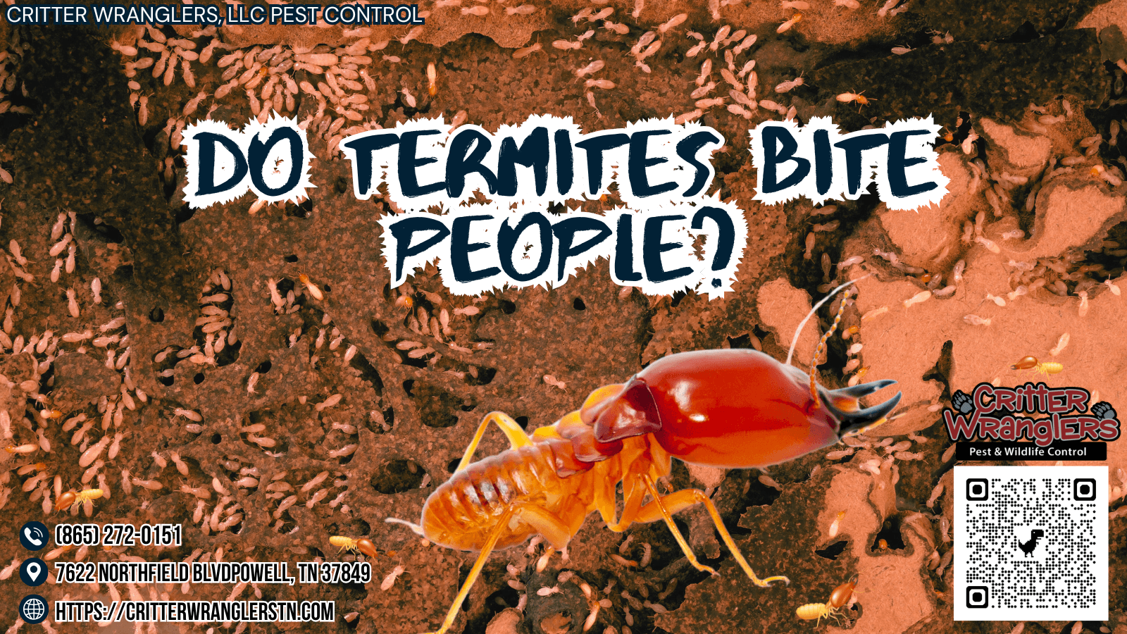 Do Termites Bite People