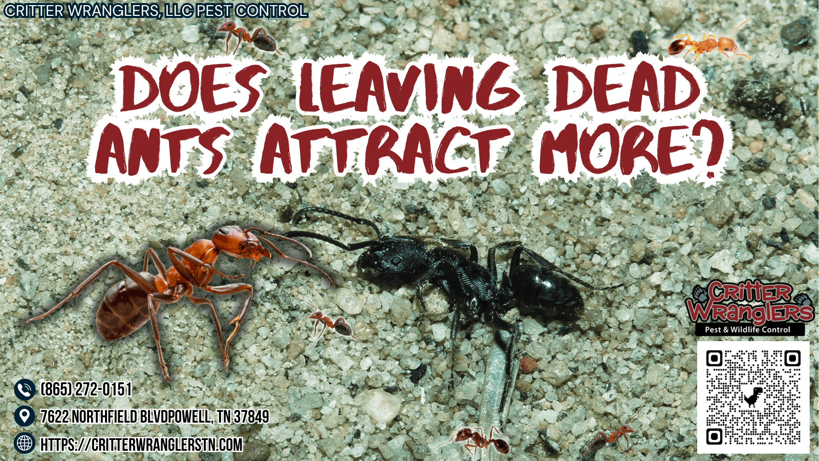 Does Leaving Dead Ants Attract More