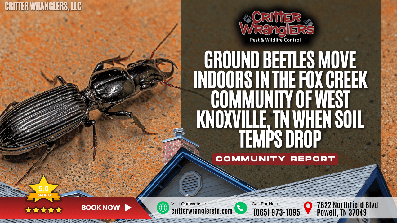 Ground Beetles Move Indoors in the Fox Creek Community of West Knoxville, TN When Soil Temps Drop
