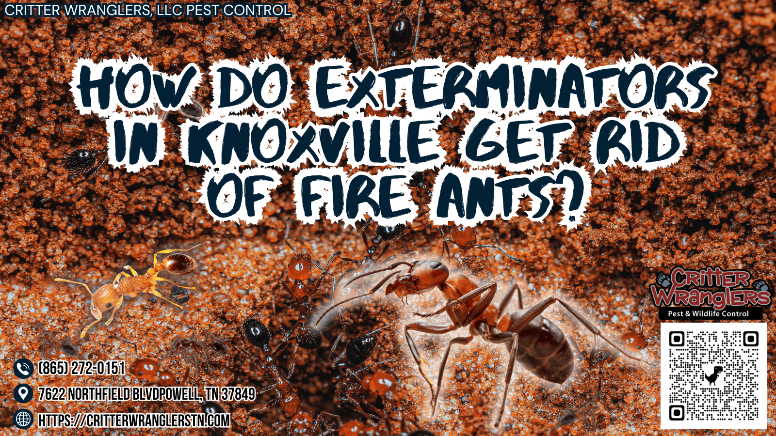 How Do Exterminators in Knoxville Get Rid of Fire Ants