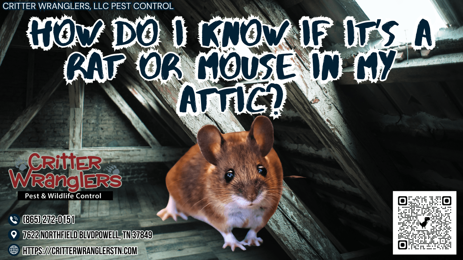 How Do I Know If It's A Rat Or Mouse In My Attic