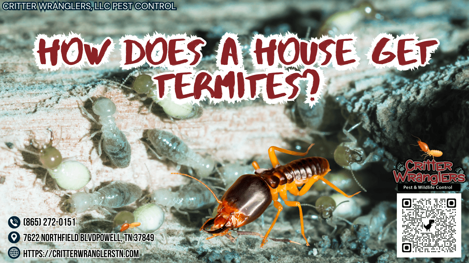 How Does A House Get Termites