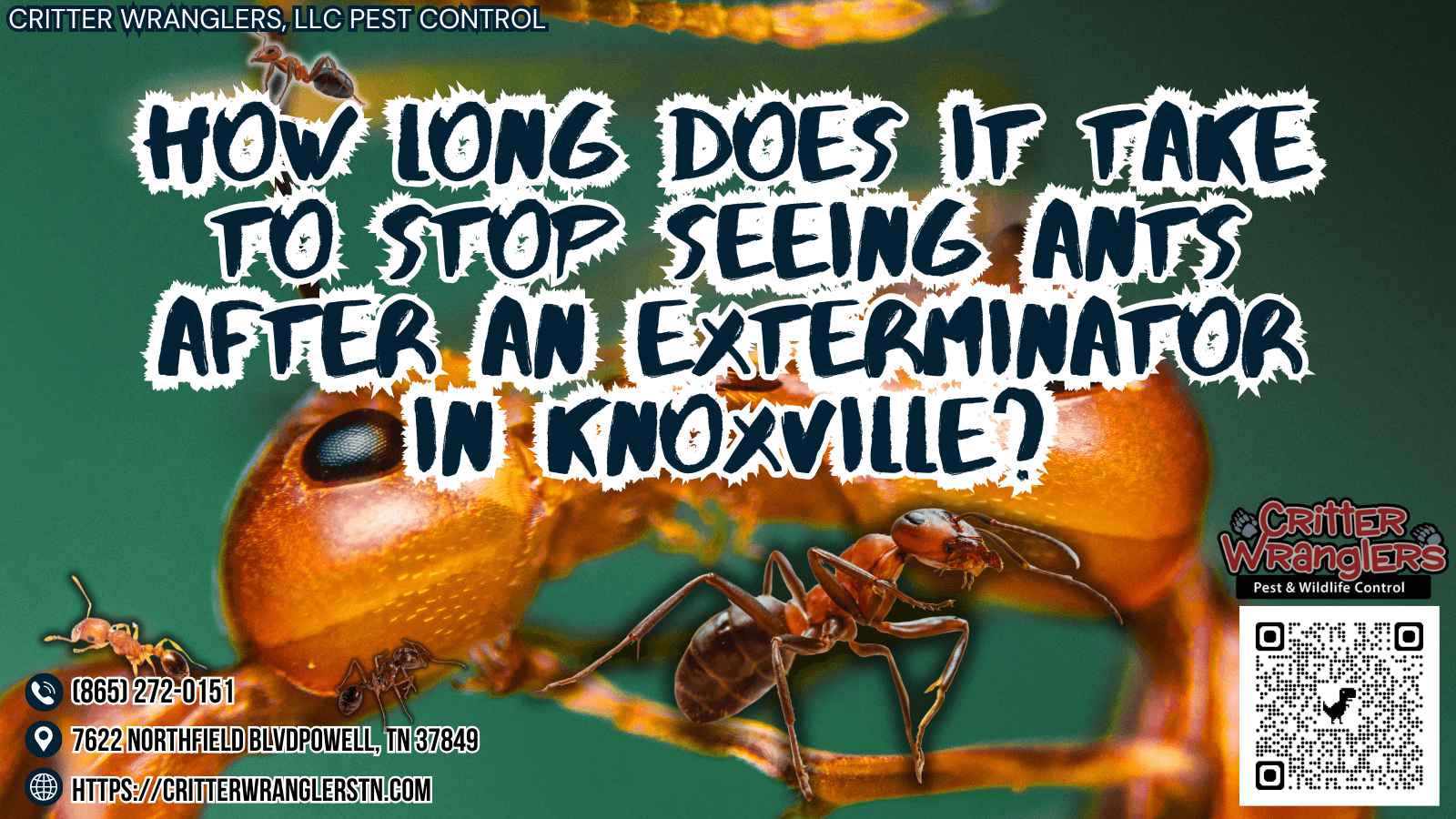 How Long Does It Take to Stop Seeing Ants After an Exterminator