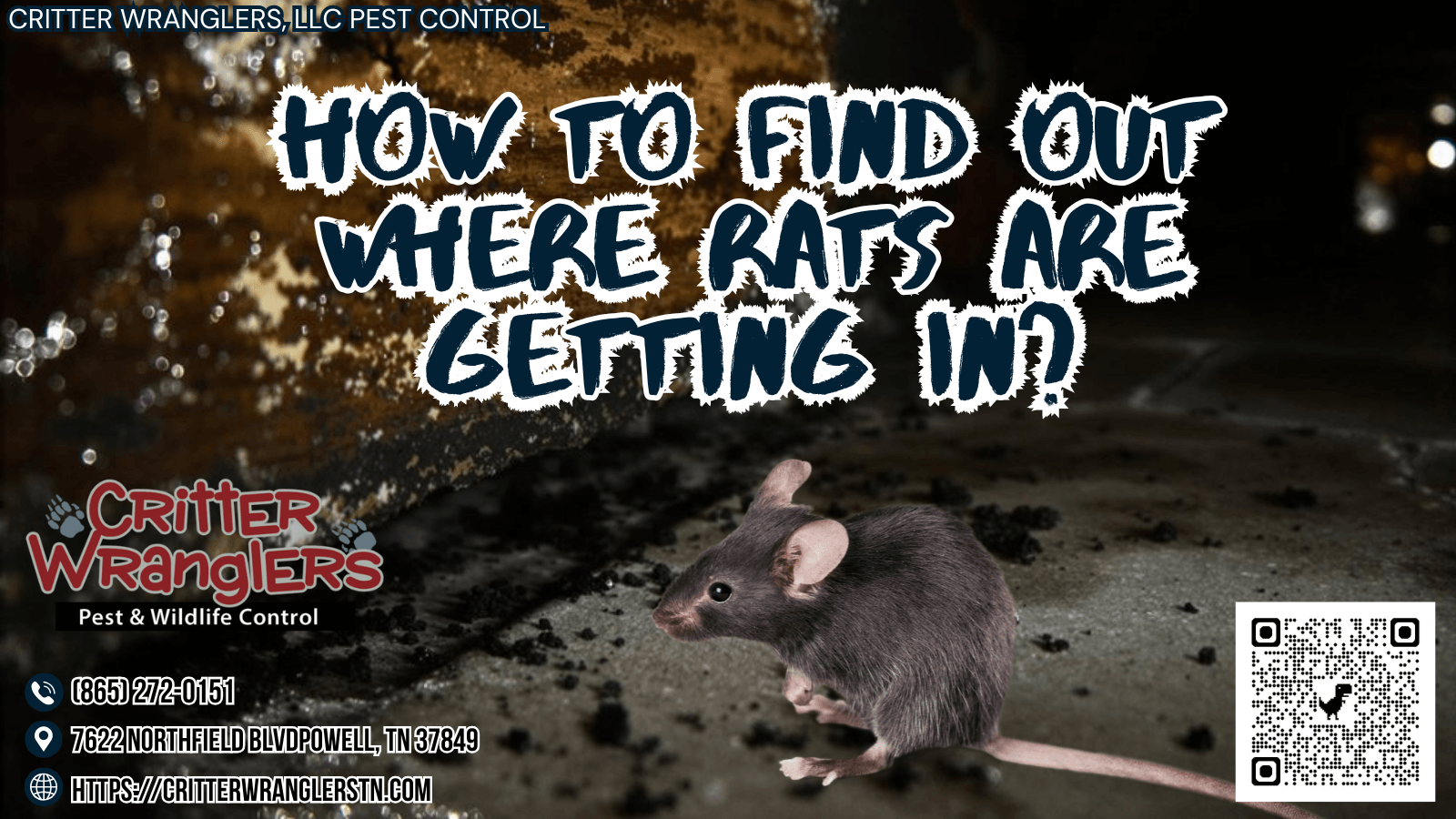 How To Find Out Where Rats Are Getting In