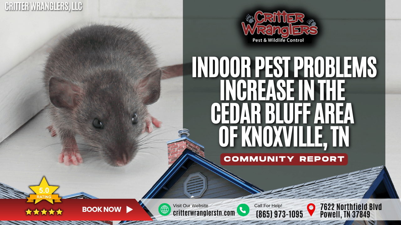 Indoor Pest Problems Increase in the Cedar Bluff Neighborhood of Knoxville, TN After Wet and Cold Weather
