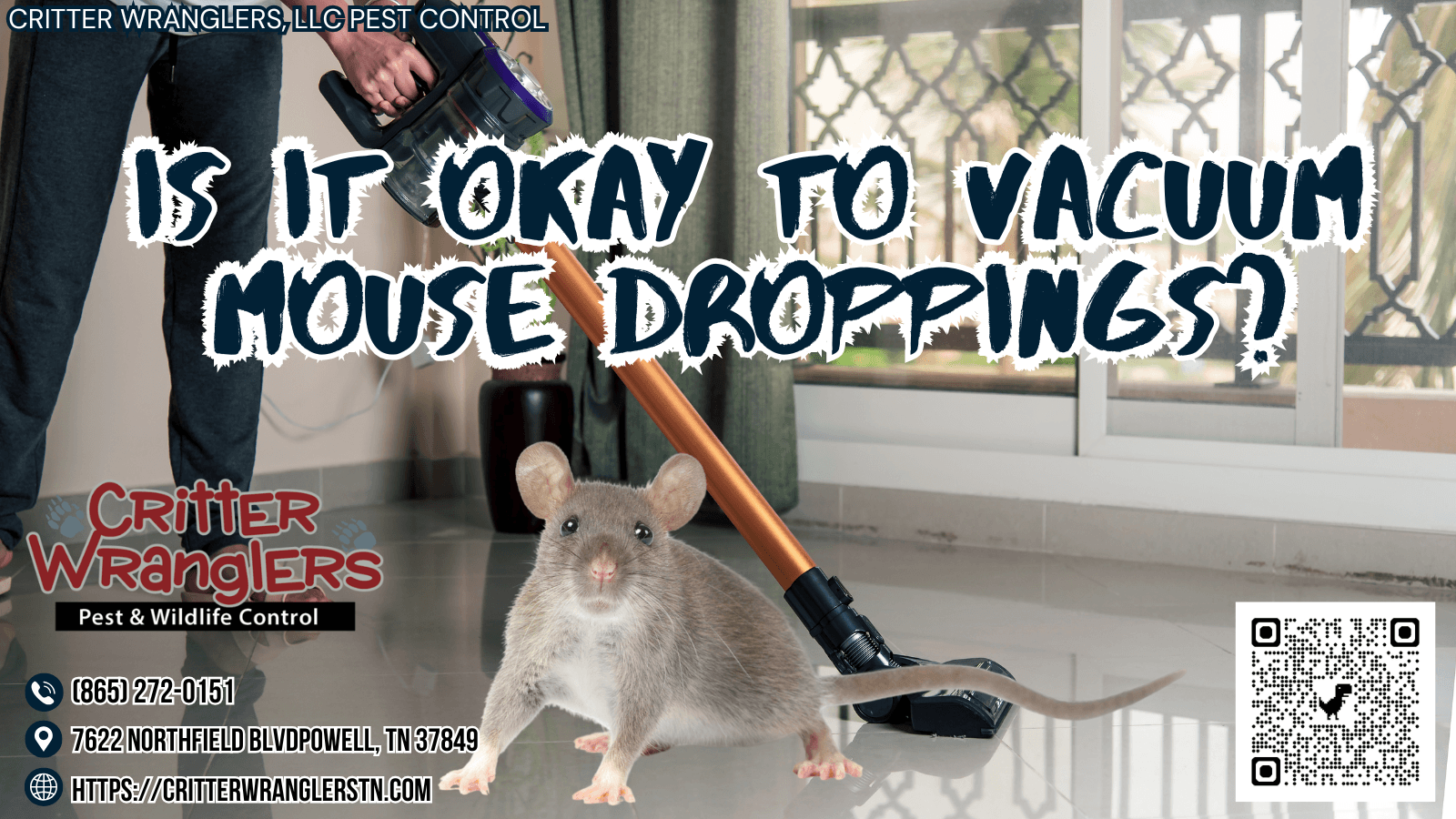 Is It Okay To Vacuum Mouse Droppings