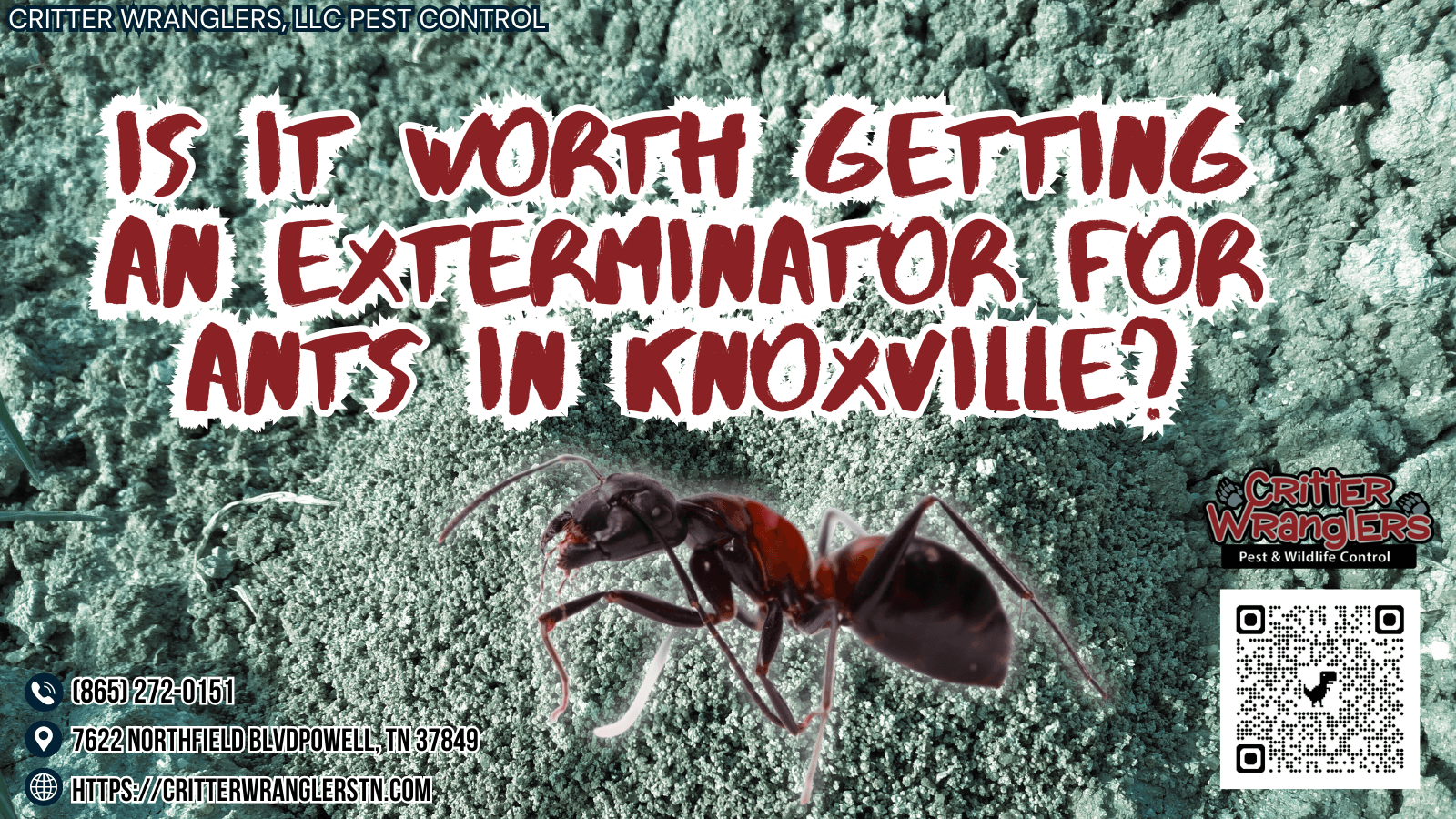 Is It Worth Getting an Exterminator for Ants in Knoxville