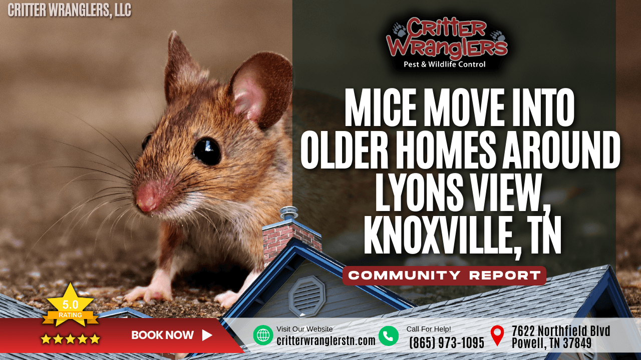 Mice Move Into Older Homes Around the Lyons View Neighborhood of Knoxville, TN During Early Winter