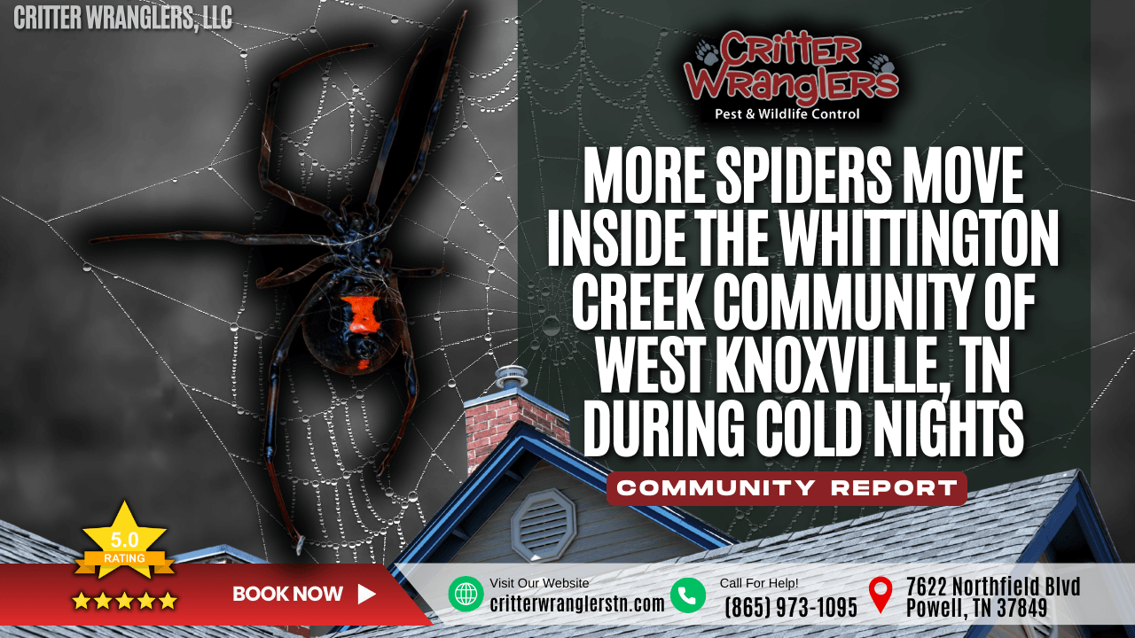 More Spiders Move Inside the Whittington Creek Community of West Knoxville, TN During Cold Nights
