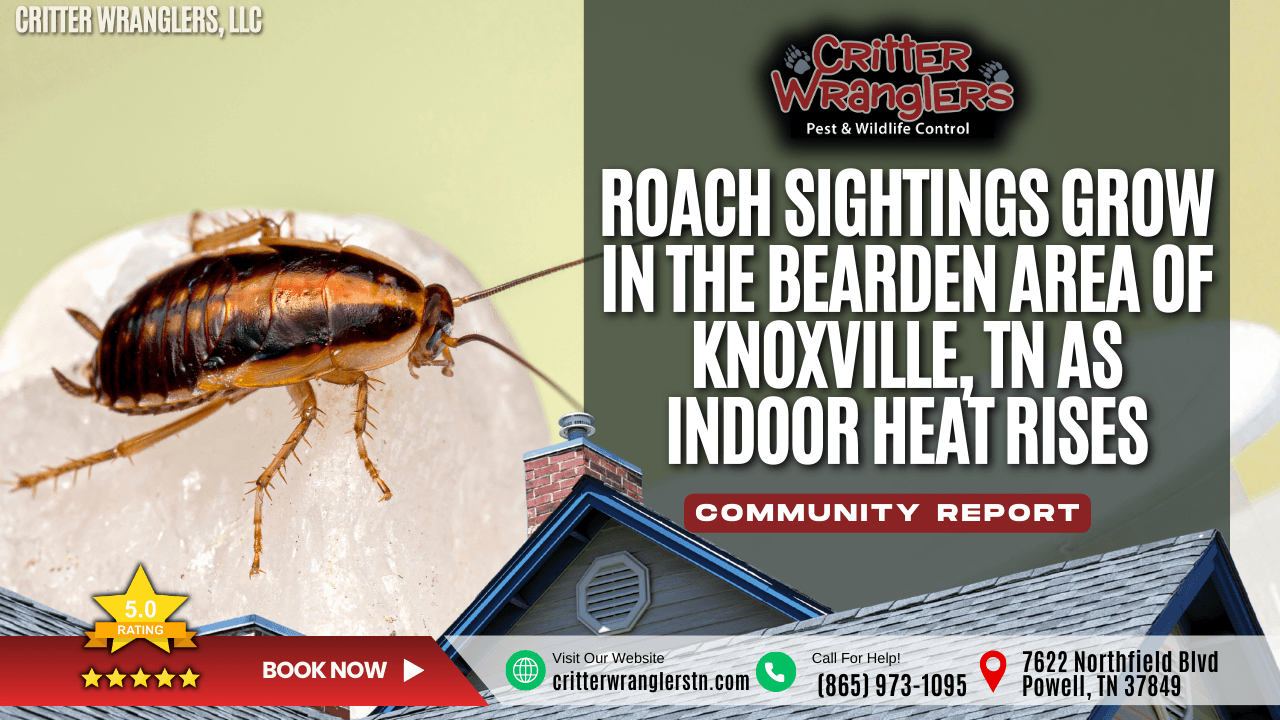 Roach Sightings Grow in the Bearden Area of Knoxville, TN as Indoor Heat Rises
