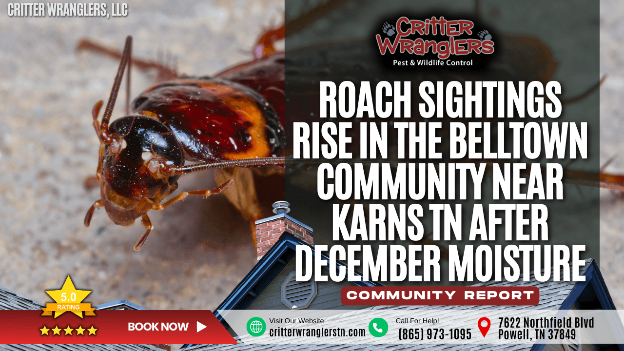 Roach Sightings Rise in the Belltown Community near Karns TN After December Moisture