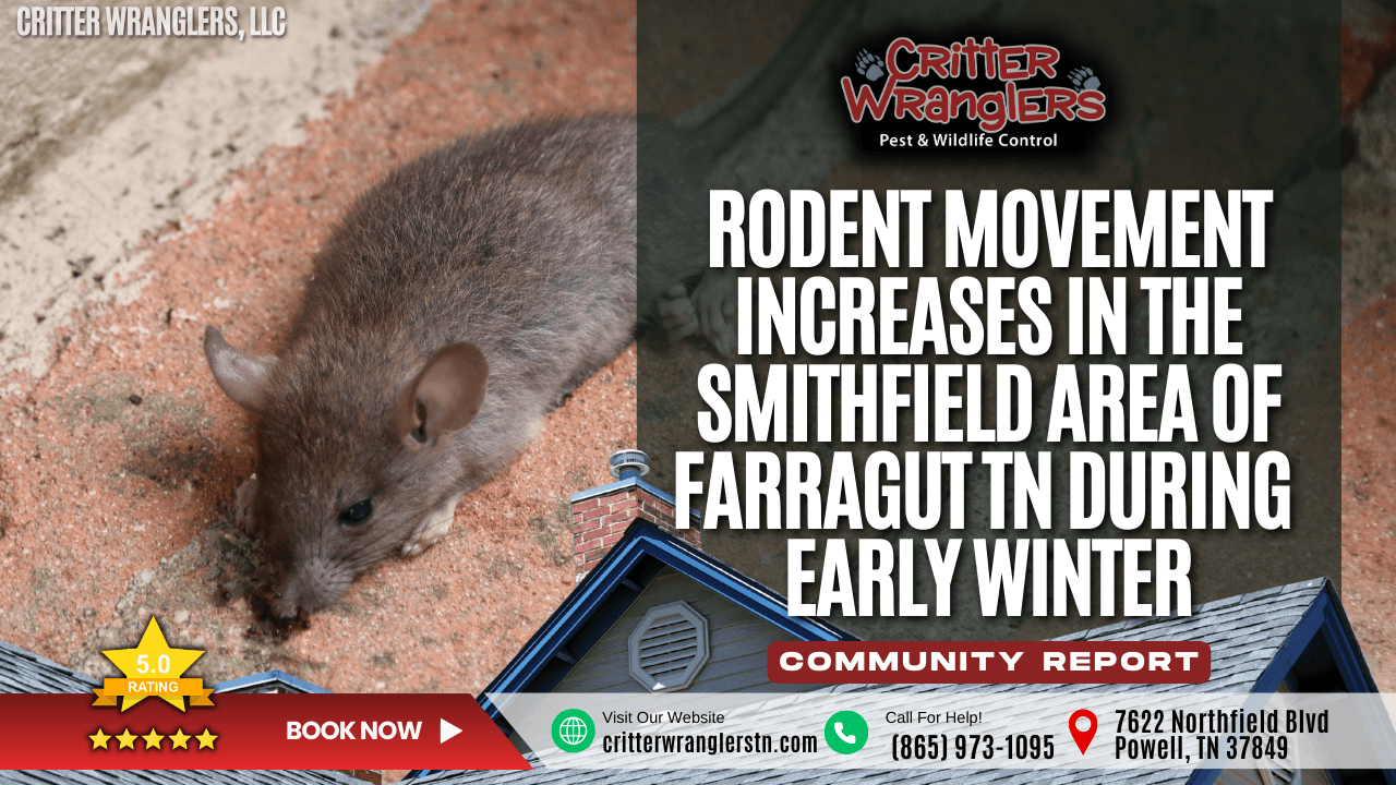 Rodent Movement Increases in the Smithfield Neighborhood of Farragut TN During Early Winter