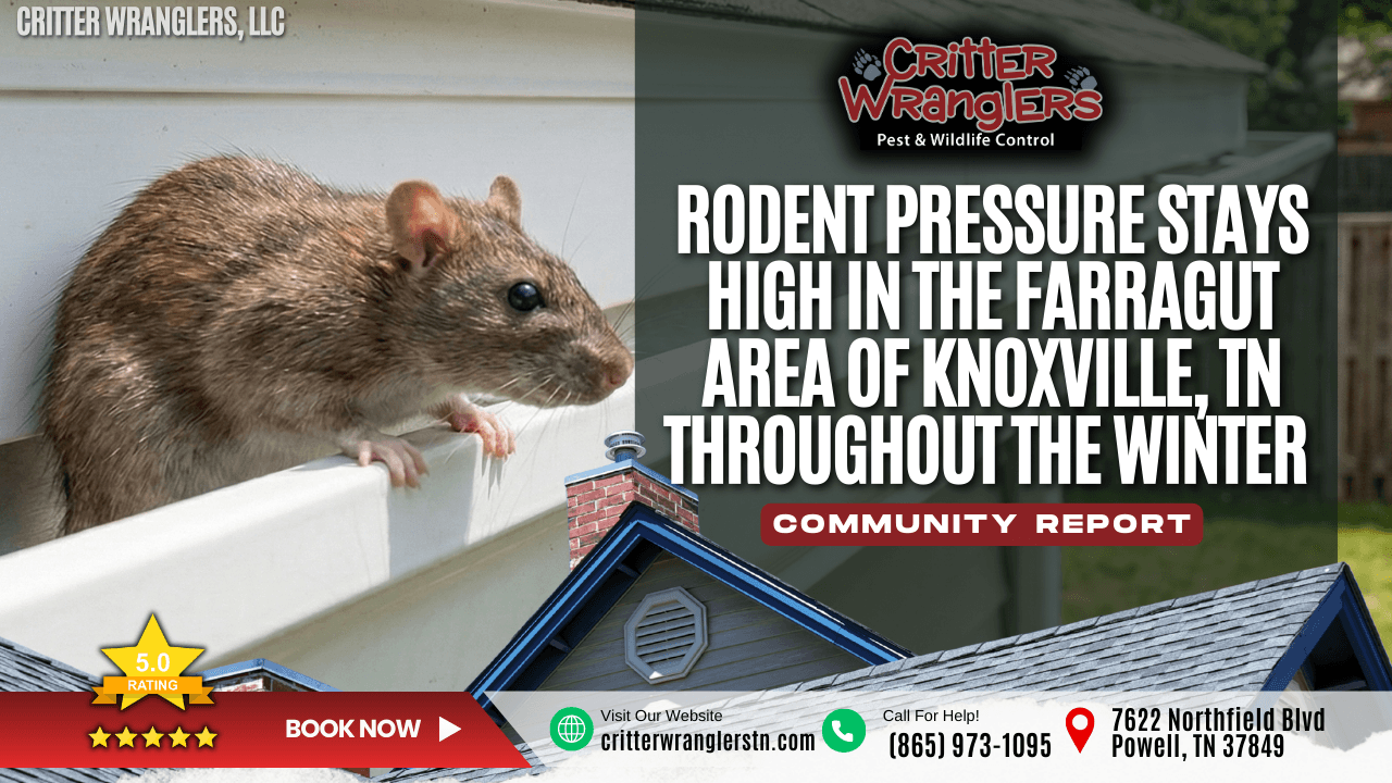 Rodent Pressure Stays High in the Farragut Area of Knoxville, TN Throughout the Winter Season