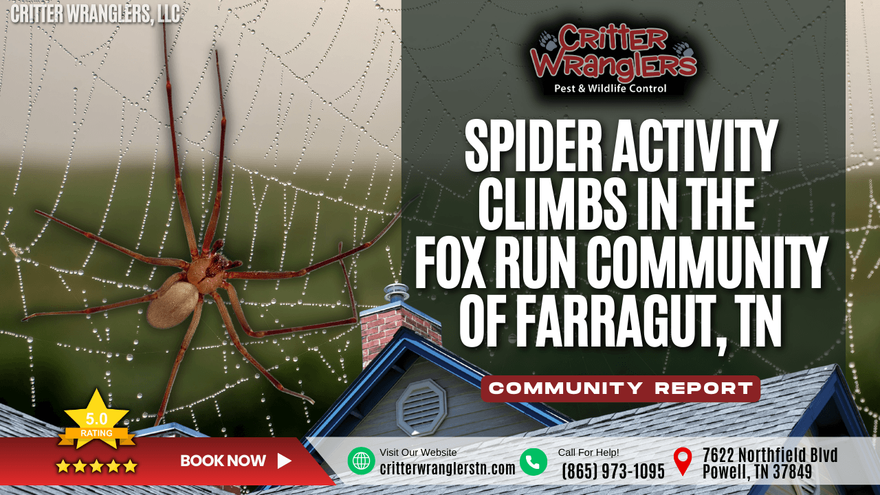 Spider Activity Climbs in the Fox Run Community of Farragut TN After Weather Swings