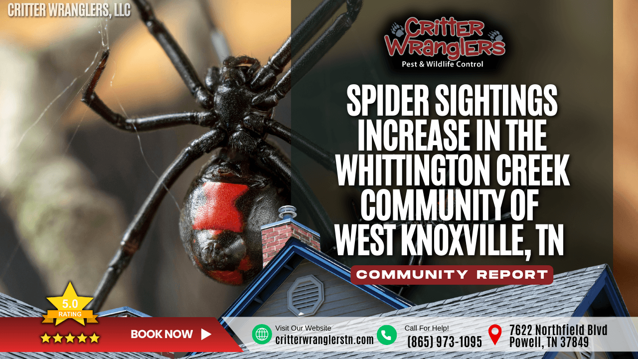 Spider Sightings Increase Again in the Whittington Creek Community of West Knoxville, TN as Winter Deepens
