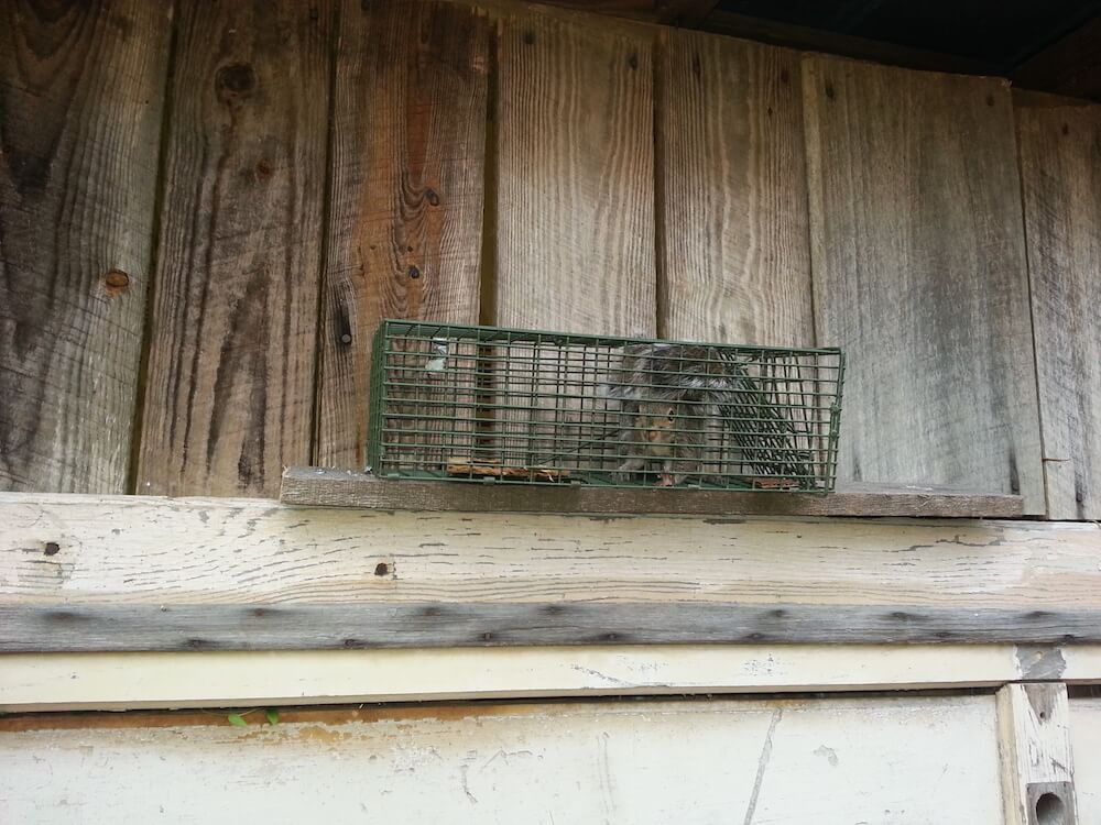 squirrel-removal-3
