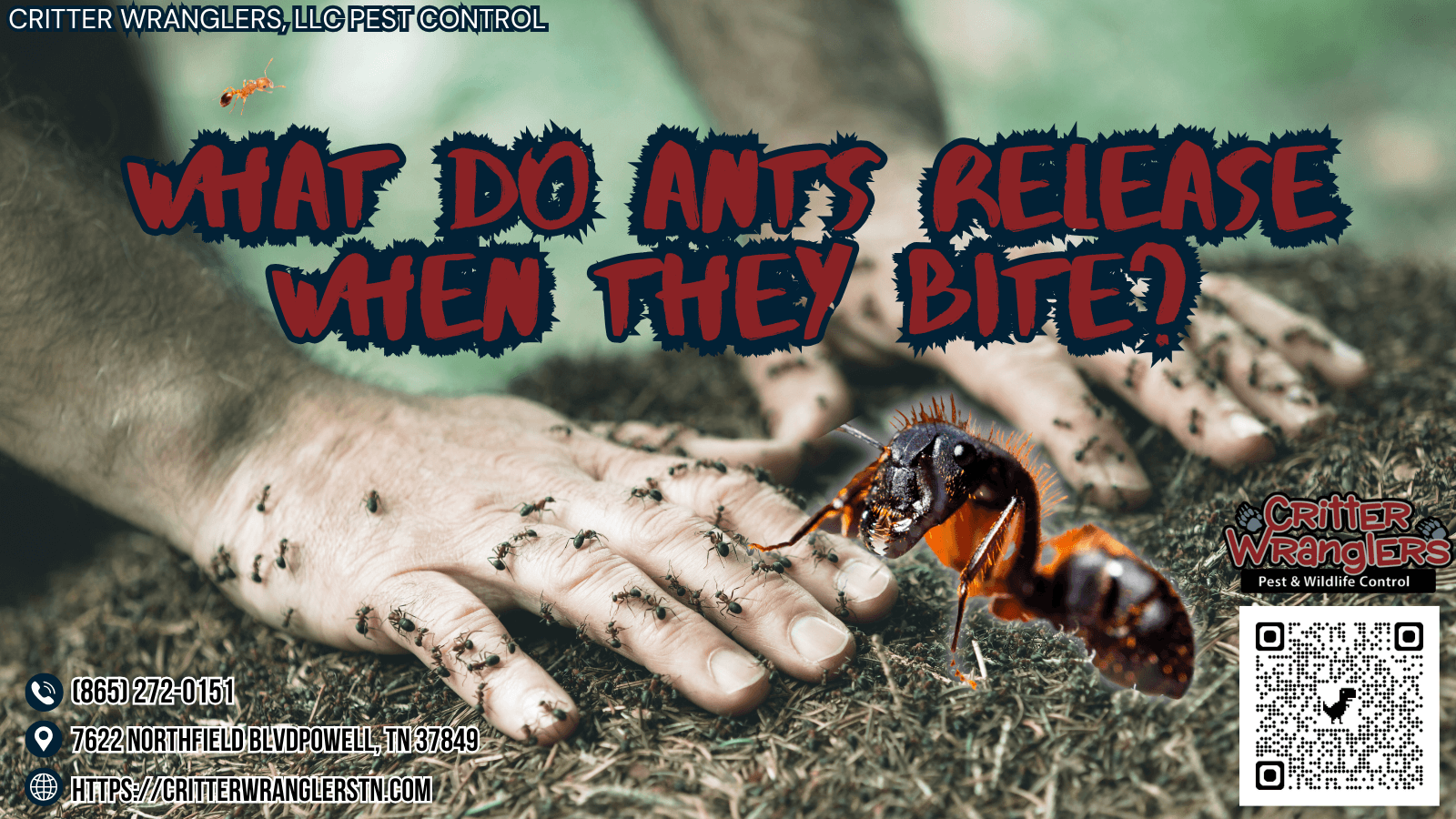What Do Ants Release When They Bite