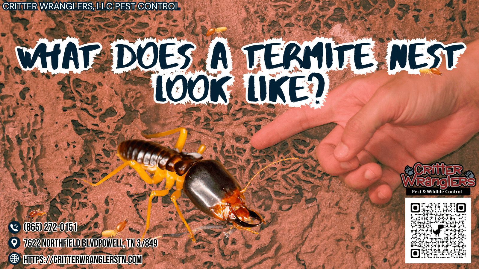 What Does A Termite Nest Look Like