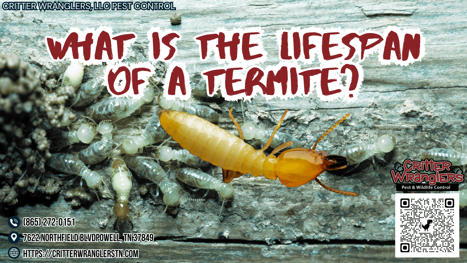 What Is The Lifespan Of A Termite