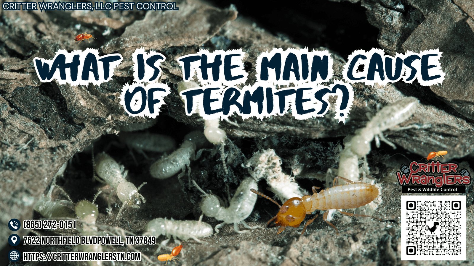 What Is The Main Cause Of Termites